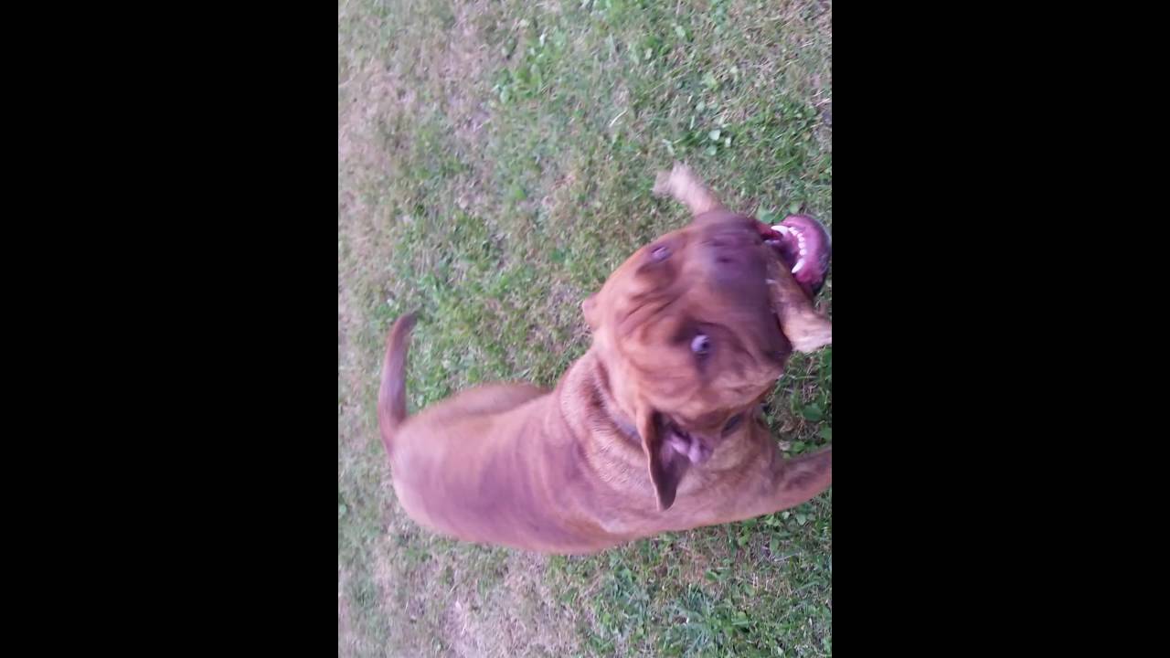 Zane Cane Corso Mixed With Old English Bulldog