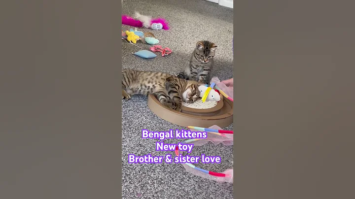 Watch the video about Bengal kittens introducing them to toys brother sister love #bengalcat#catlover #kitten#shorts
