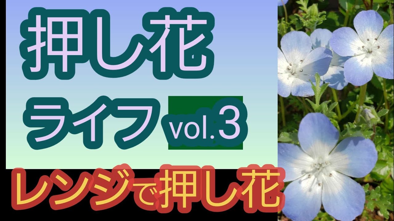 レンジで押し花作れるの？ - YouTube