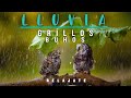 LLUVIA TRANQUILA CON BUHOS Y GRILLOS | LLUVIA para estudiar, dormir o relajarse