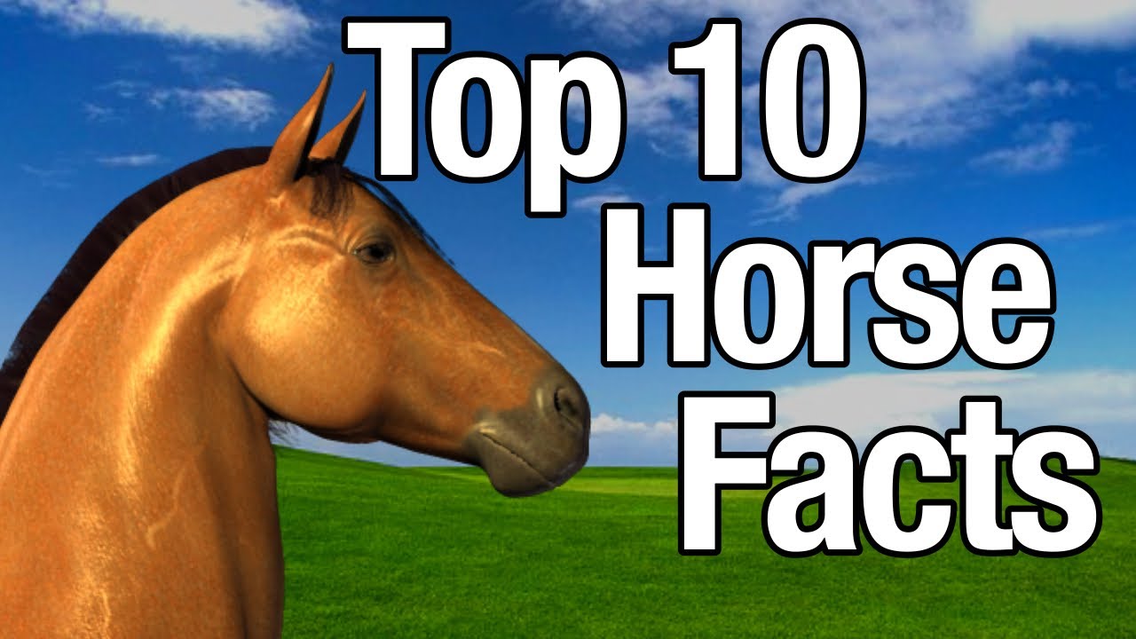 Top 10 Horse Facts