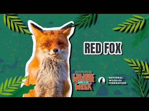 National Wildlife Week 2025: Red Fox