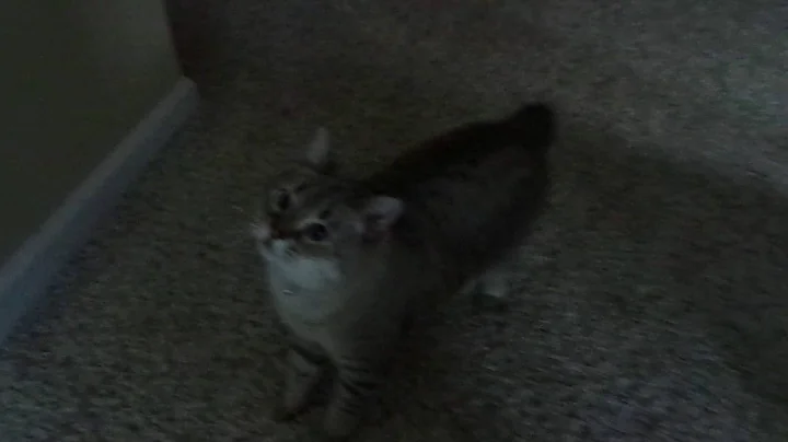 Watch the video about Snow Bob Desert Lynx cat plays fetch! Amazing cat!