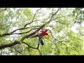 Tree climbing ddrt with dmm hitch climber pulley  limb walking