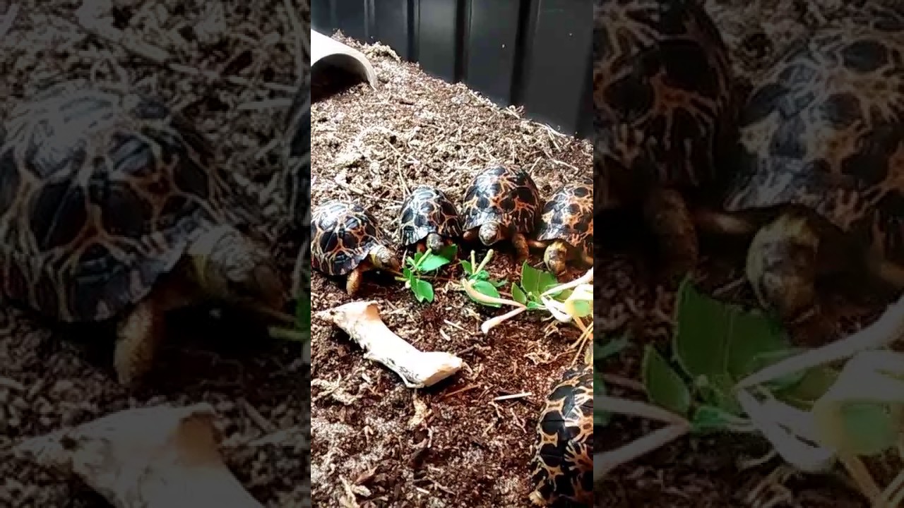 camera iphone 8 plus apk Baby radiata eating honeysuckle