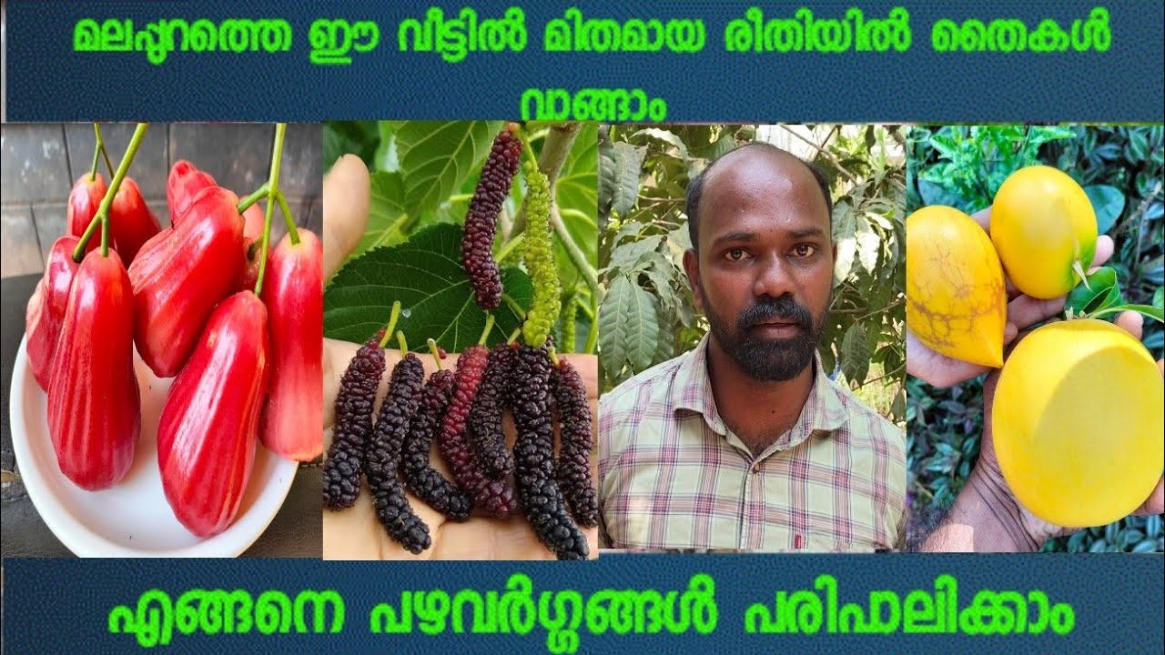 ചെറിയ സ്ഥലത്ത് ഒരുപാട് വിദേശ ഇനം പഴവർഗ്ഗങ്ങൾ കായിപ്പിച്ചു സെയിൽ ചെയ്യുന്ന ഫാം.കുറച്ച് ടിപ്സും#fruit