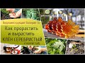 Как прорастить и вырастить клен серебристый (сахаристый)?!