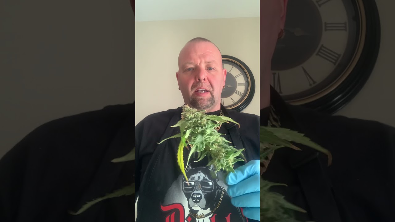 Getting medical marijuana ready for drying net