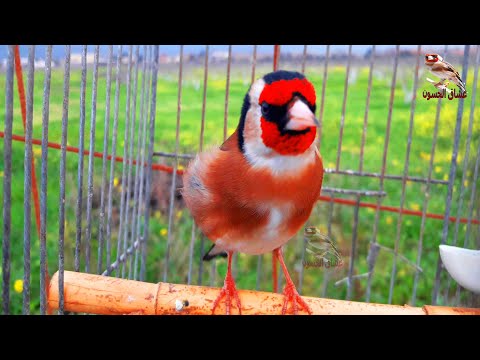 مقنين خلوي نظيف من الاخطاء ارح سمعك