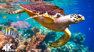 3 HRS of 4K Turtle Paradise  Undersea Nature Relaxation Film + Piano Music by Healing Soul #16