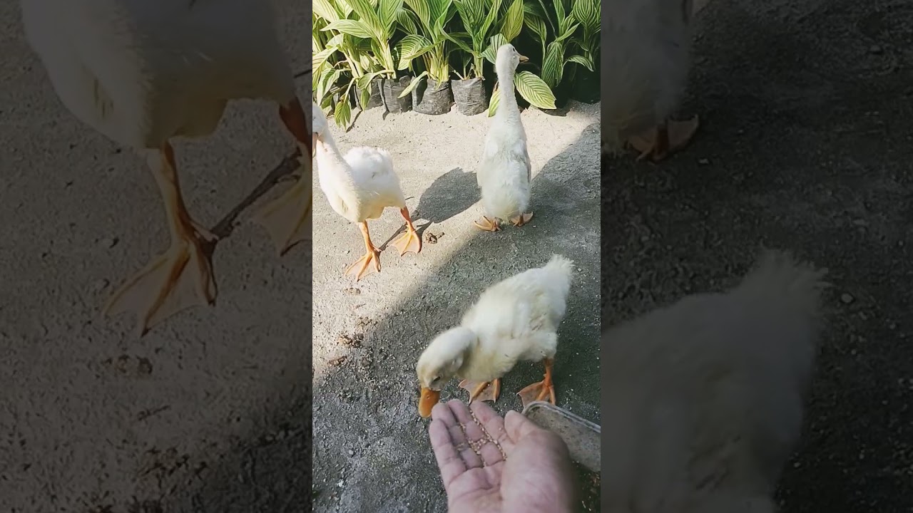 bombombini cuteduckling #duck #funny #bebekangsa #bebeklucu #bebek #viral #anomali #viralduck #fyp