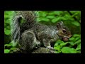 The Role of Animals in Seed Dispersal