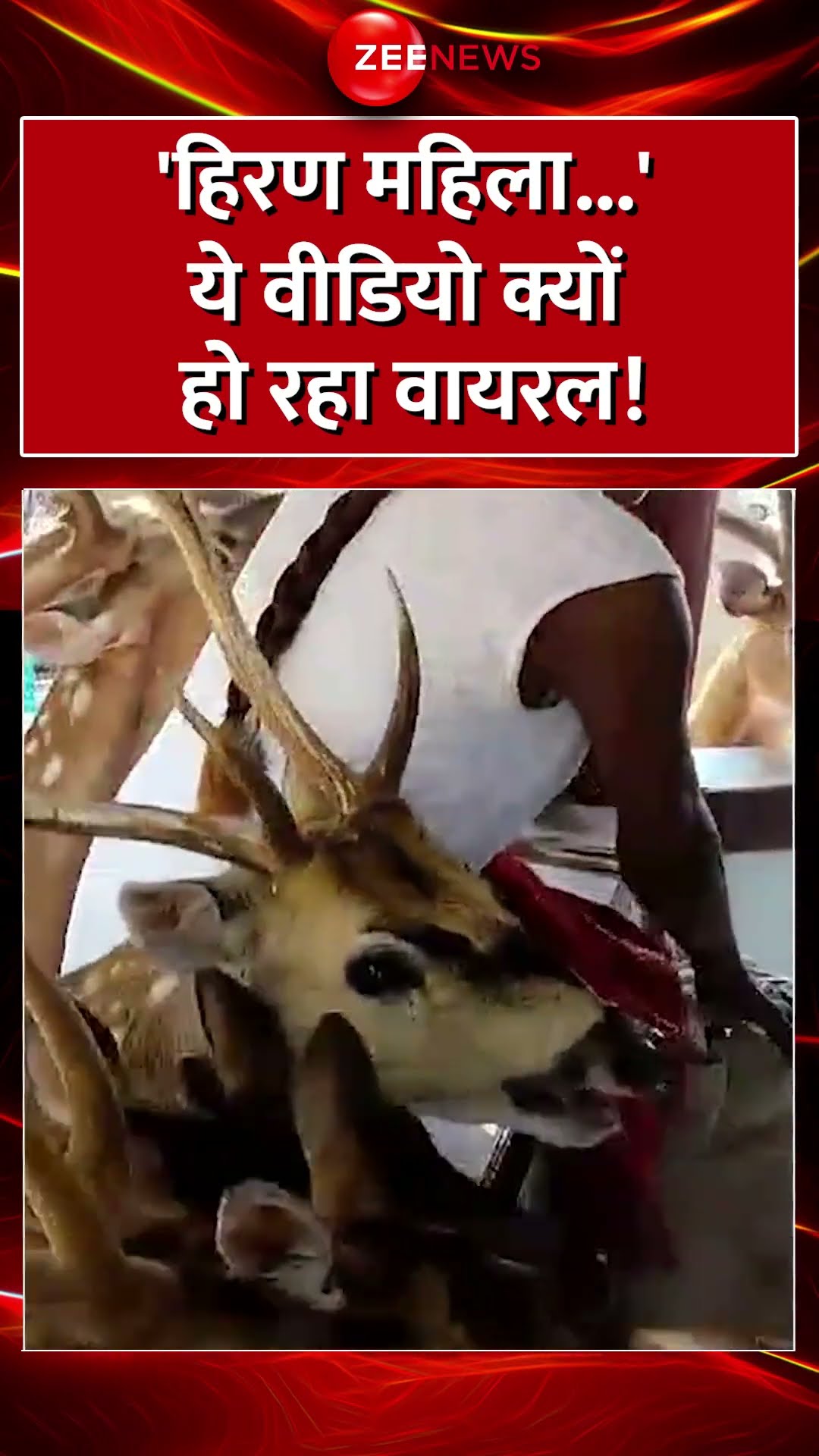 Shorts: 'हिरण महिला...' ये वीडियो क्यों हो रहा वायरल! Anuradha Rao | Deer Woman | Viral Video Latest
