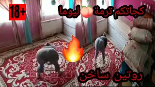 روتيني اليوميجت ليوما سخونةوغدي نوركم  الترمة ديا...