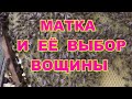 Какую вощину первую засеяла матка