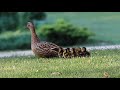 Mallard ducklings hatching and leaving nest 😍