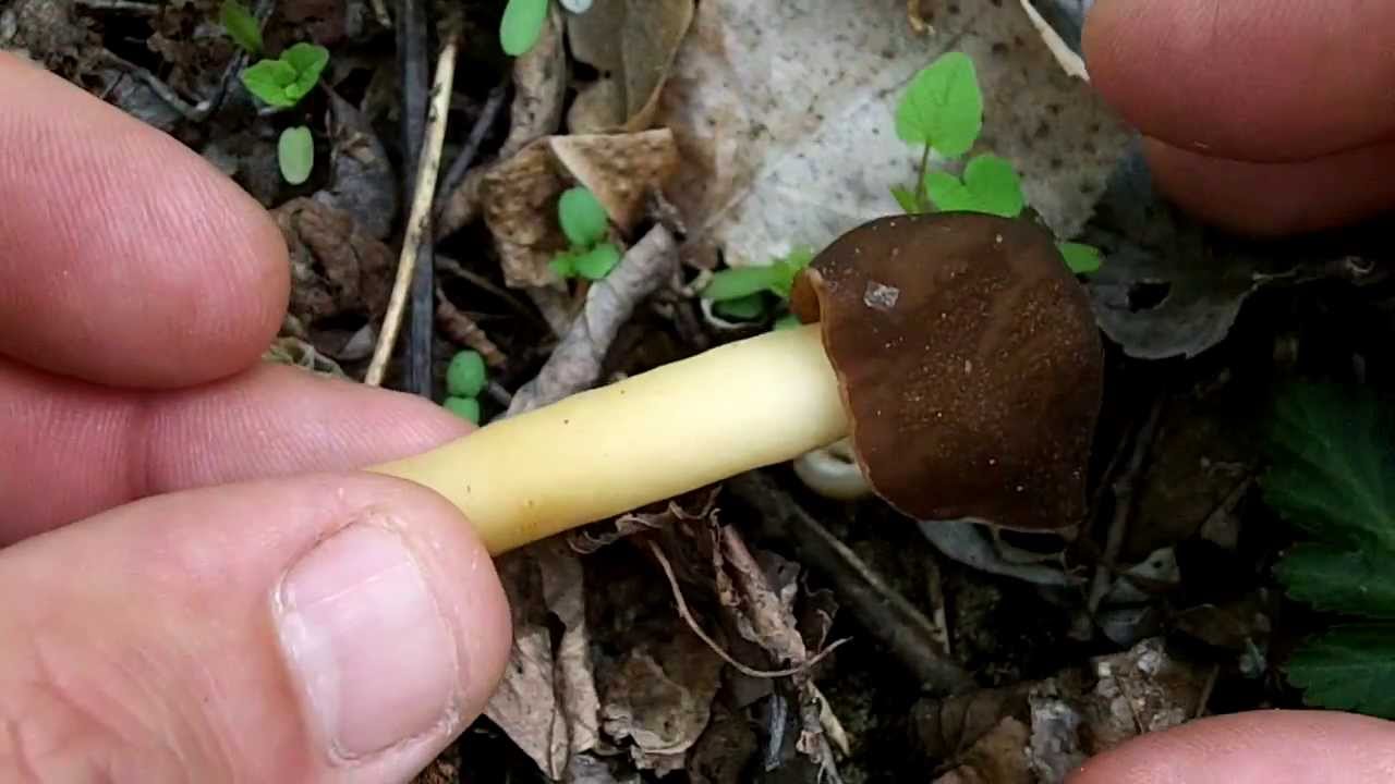 Verpa Conica False Morel Mushroom Identification YouTube