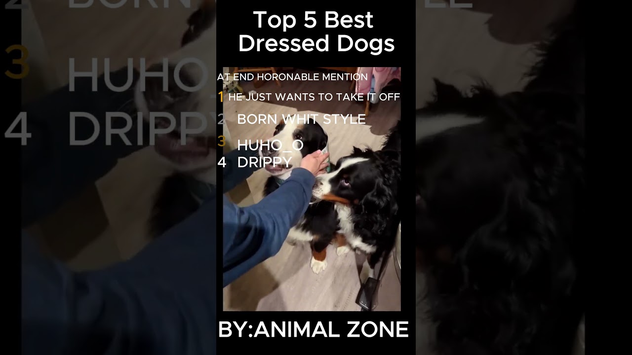 TOP 5 BEST DRESSED DOGS