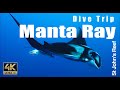 Oceanic manta ray rocky island  red sea  egypt  raie manta  rocky island mer rouge egypte