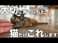 大切に育てられた猫だけが見せる行動7選！