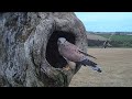 Kestrels Hunt for Springtime Nests in Autumn | Lessons in Bird Behaviour Learned from a Nest Camera