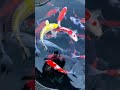 Absolutely love this hobby!😍😍😍😍😍#japanesekoi #koi #koifish #fish #ornamentalfish #japan