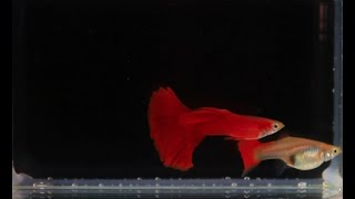 MOSCOW RED GUPPY / МОСКОВСКАЯ АЛАЯ ГУППИ