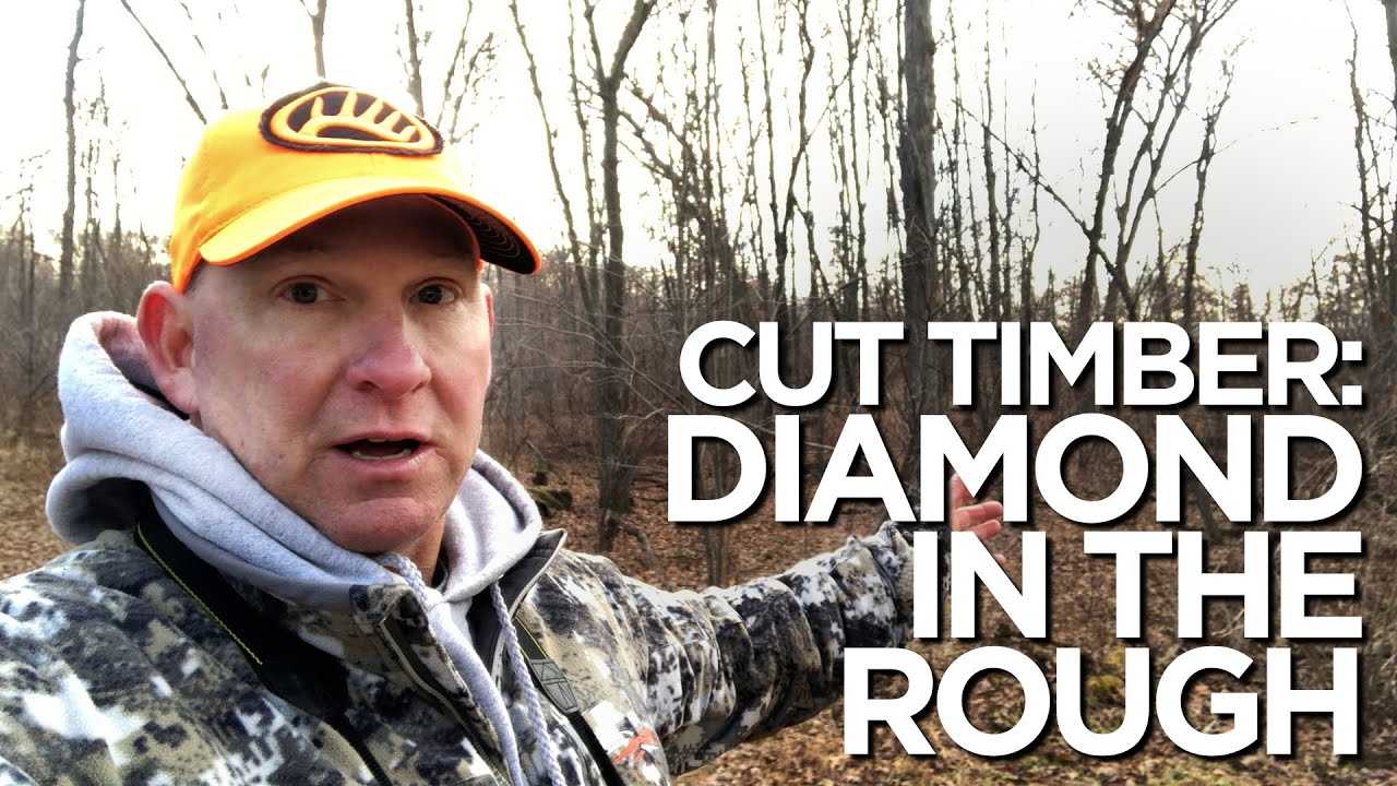 Wisconsin Cut Timber Investment: Diamond in the Rough - YouTube
