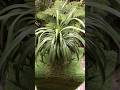 Fountain Palm #shorts #trending #shortsfeed #plants #reels #viralvideo #trending #song