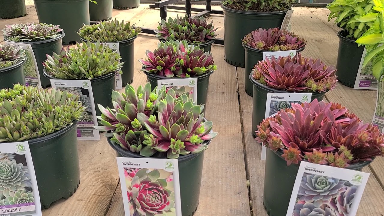 Sempervivum (Hens & Chicks) 'Red Rubin', 'Silver King, 'Kalinda