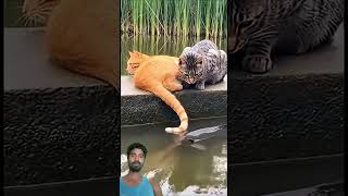 Jugar🙀🤣 #cat #animallife #comedyshorts