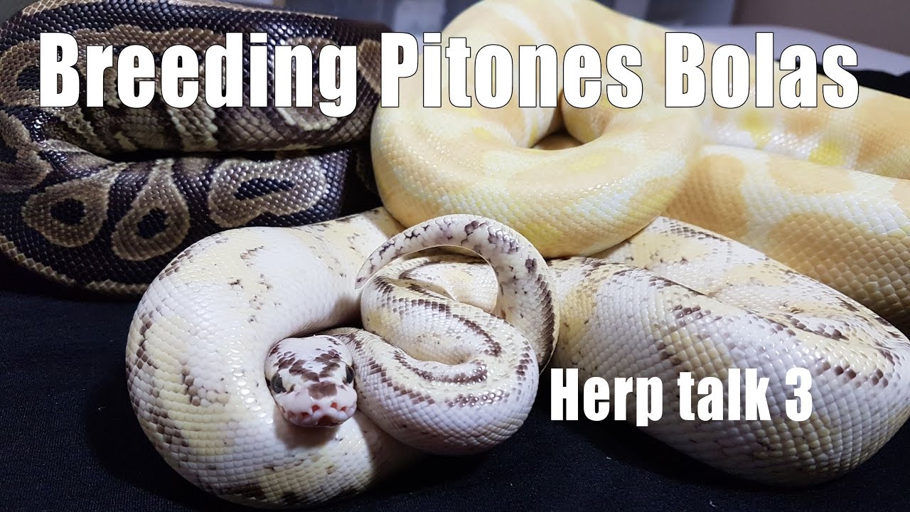 The Reptile Spot: Herp Talk Ep. 3 Breeding Ball Pythons - YouTube