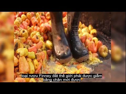 Video Làm Rượu Phong Cách Ấn Độ Càng Dẫm Chân Lên Nhiều Càng... - youtube