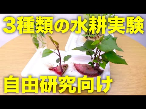 実験 3種類の野菜の水耕栽培と再生栽培の実験 自由研究におすすめ Youtube