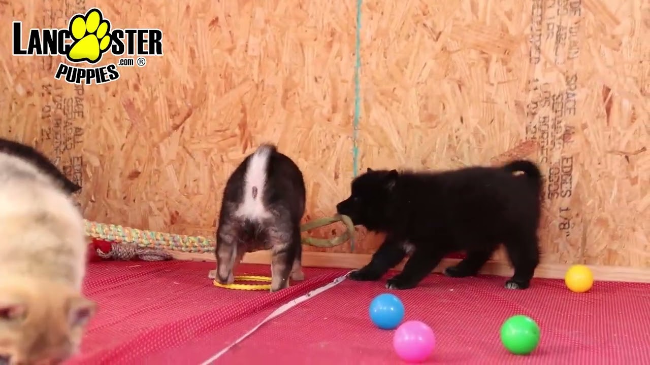 Happy Pomsky Puppies