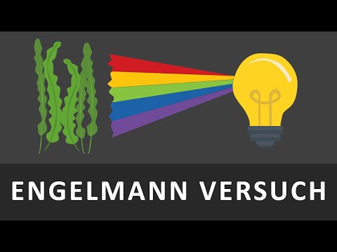 Video: Wie hängt das Absorptionsspektrum mit der Photosynthese zusammen?