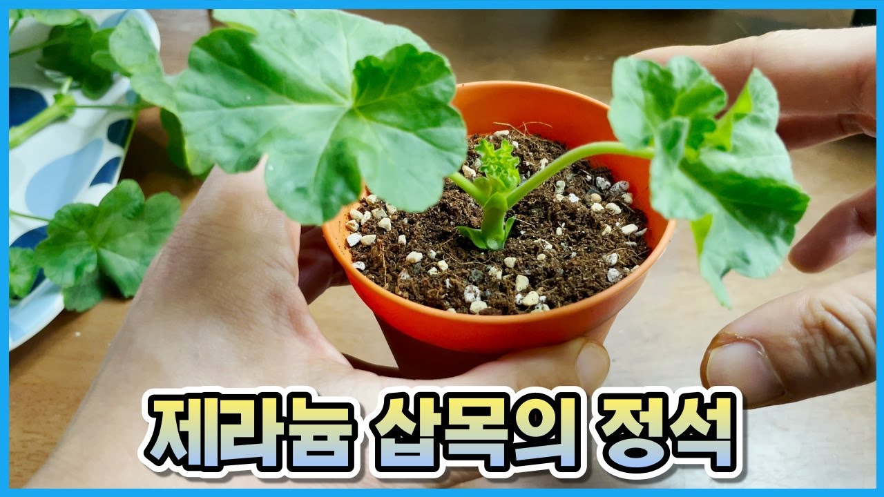 고수들이 사용하는 제라늄 삽목방법!! 제라늄 삽목 꿀템 소개까지!!