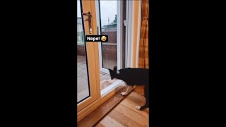 Dog Goes Outside, Finds Out It Is Raining Then Immediately Regrets It and Goes Back In