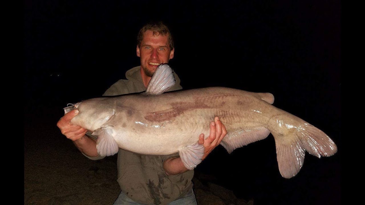 Big Branched Oak Blue Cat Bank Fishing YouTube