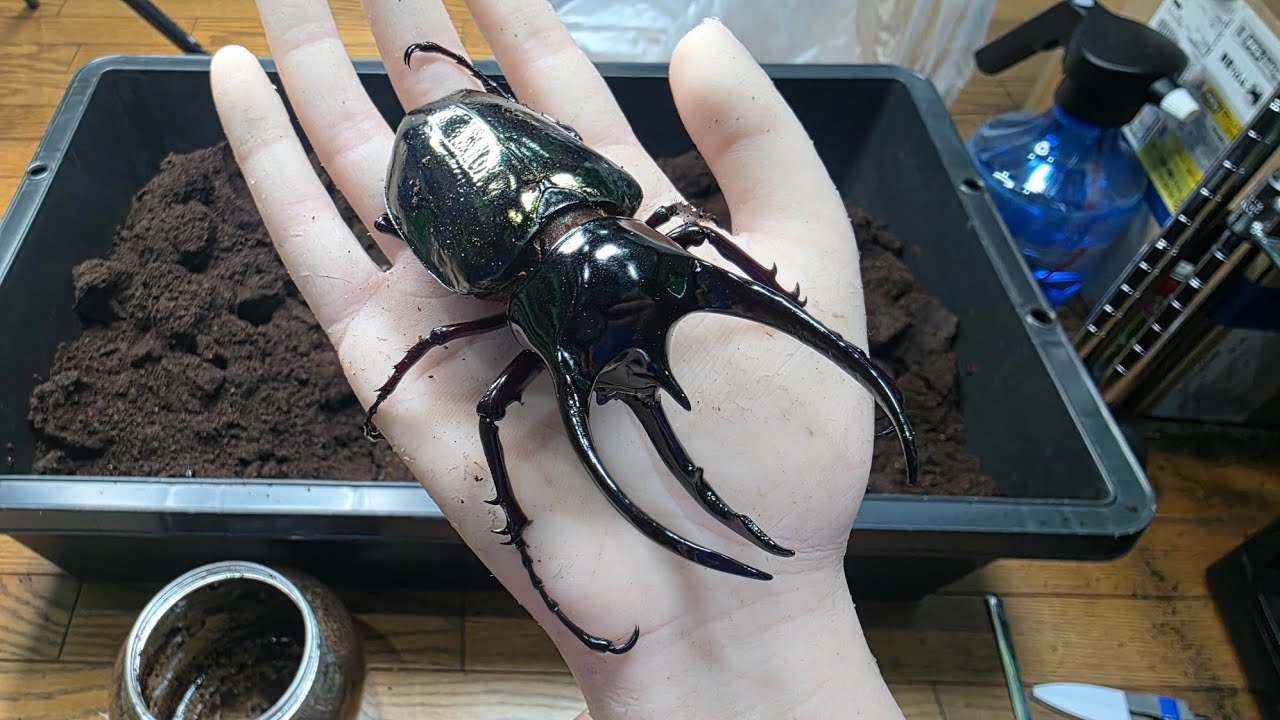 アジア最大のカブトムシを小さなボトルで羽化させた結果