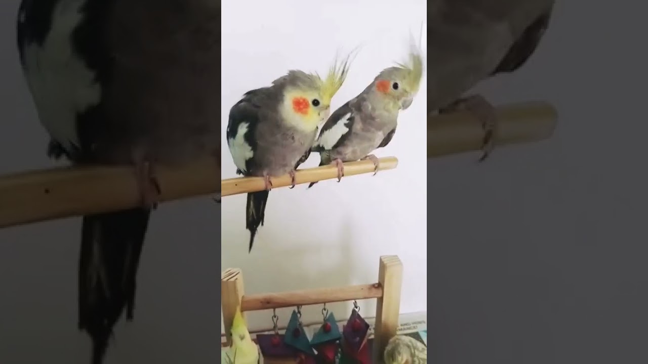 Hand Tamed And Super Healthy lovebirds Cockatiels and Conures. YouTube