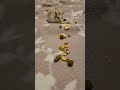 Picky Hamster Eats Only What He Pleases 