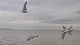 Un recorrido en lancha por la Isla de Petatán, Cotidiano399