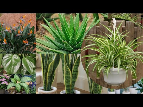 Video: Mexican Bird Of Paradise I Planters – Odla Mexican Bird Of Paradise i en kruka