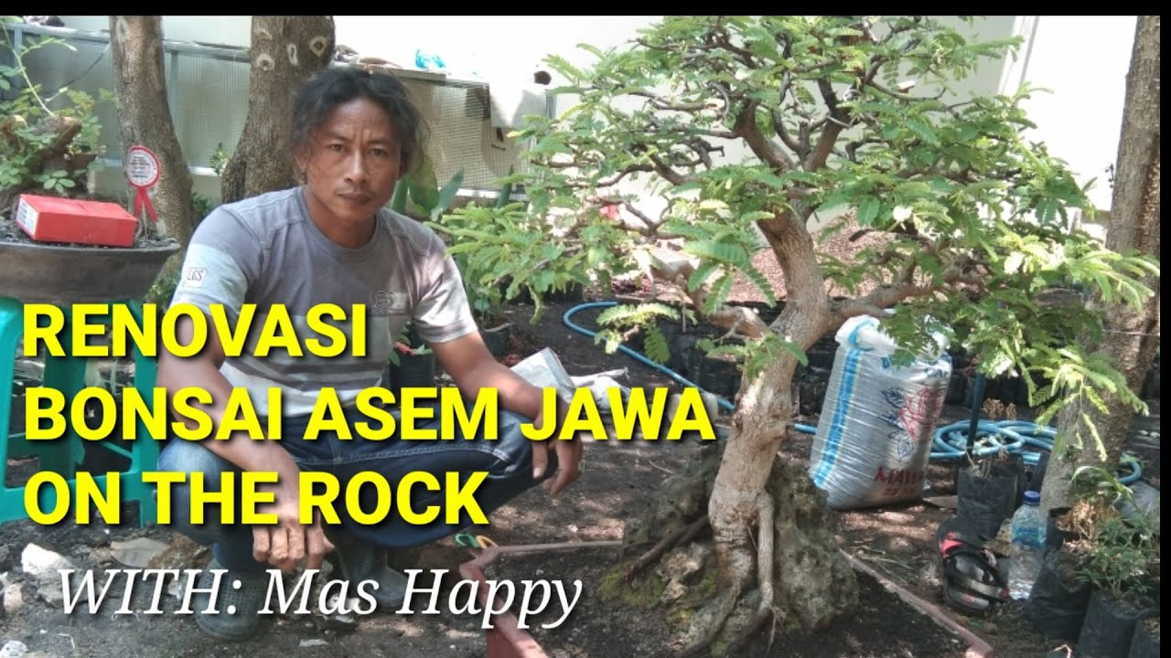 Tehnik dan Cara Renovasi Bonsai Asem Jawa On The Rock ...