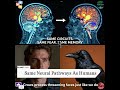 Crows Remember Your Face — And Their Brains Light Up Like Ours When They See a Threat