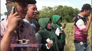 JALUK IMBUH PUTRA PAI MUDA  LANJAN LOHBENER   IM
