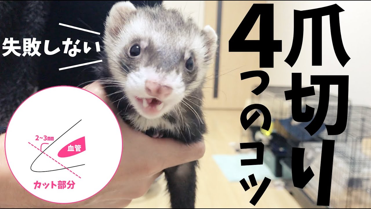 フェレットの爪切り ４つのポイントで失敗なし 飼育方法 Youtube