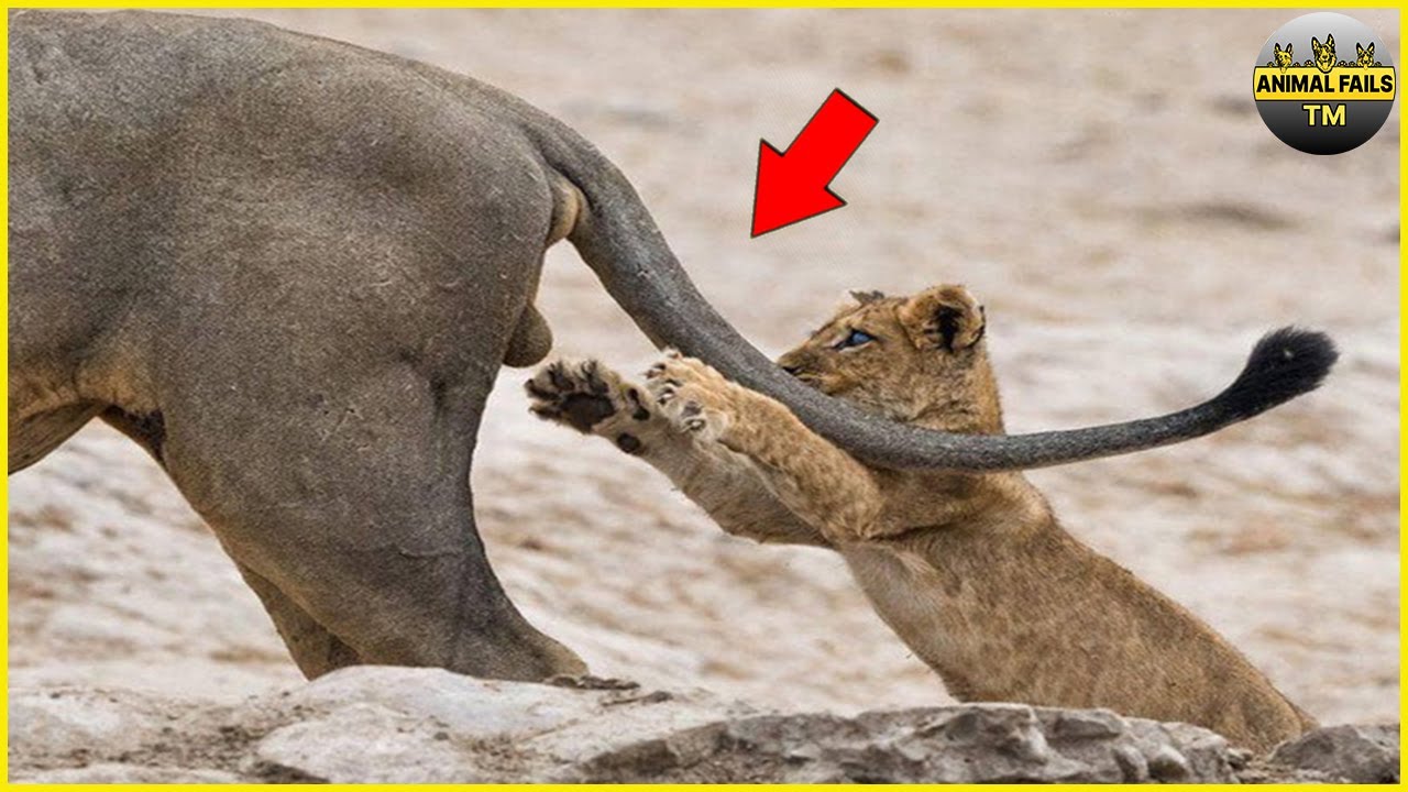 Incredibly hilarious animal fails moments #2 - YouTube