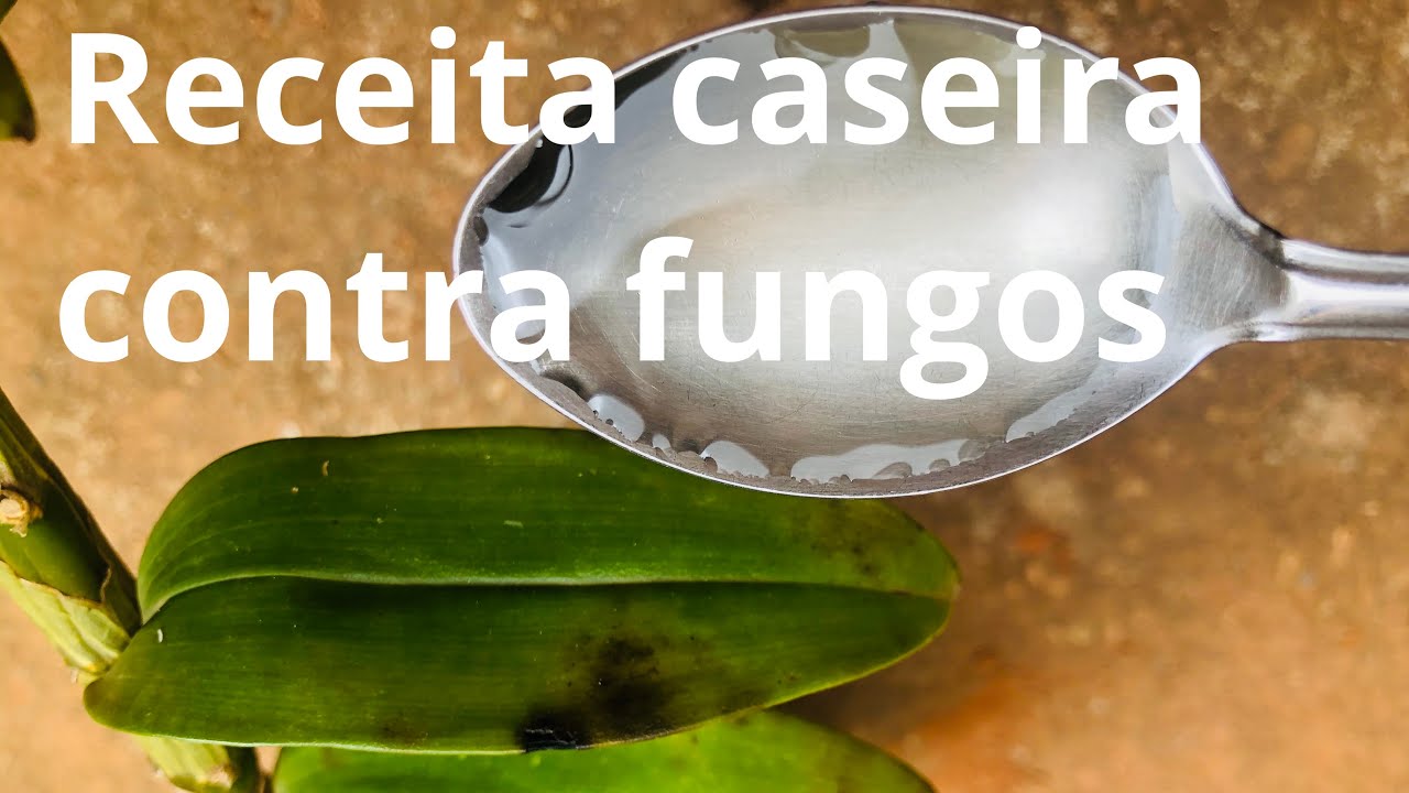 Receita caseira contra fungos nas orquídeas!!!